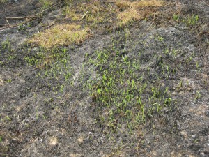 Fresh green shoots of grass emerging from burnt soil