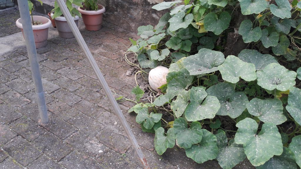Our garden area covered with ash.